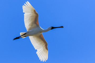 Royal Spoonbill in Australasia