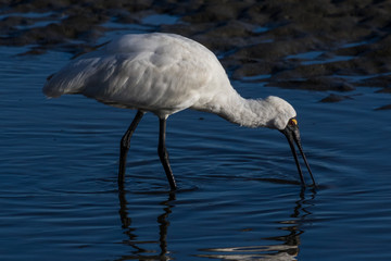 Royal Spoonbill in Australasia
