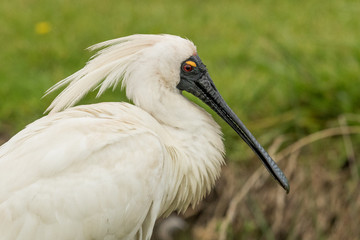 Royal Spoonbill in Australasia