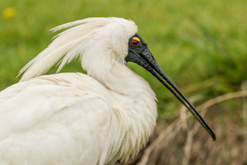 Royal Spoonbill in Australasia