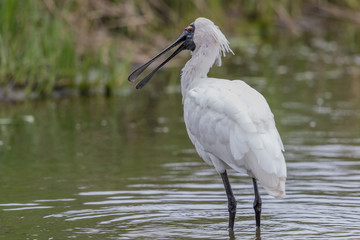 Royal Spoonbill in Australasia