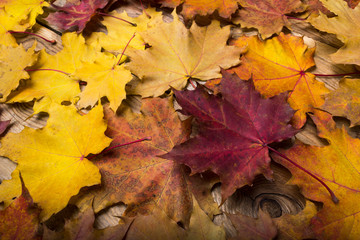 Naklejka na ściany i meble Fall maple leaves on the rustic wooden table