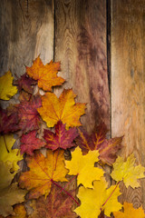Naklejka na ściany i meble Fall yellow, orange and red maple leaves, copy space
