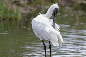 Royal Spoonbill in Australasia
