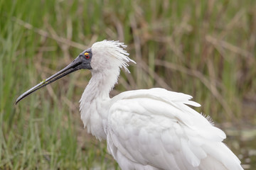 Royal Spoonbill in Australasia