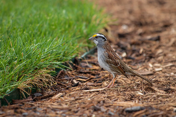 White-throated sparrow