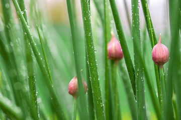 Chive flower buds after rain