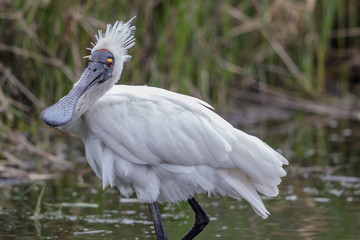 Royal Spoonbill in Australasia