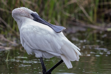 Royal Spoonbill in Australasia