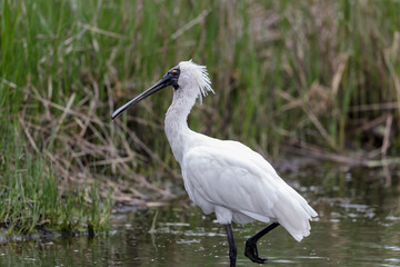 Royal Spoonbill in Australasia