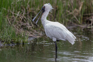Royal Spoonbill in Australasia