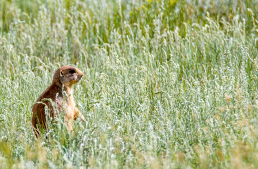 Bryce Canyon prairie dog in grass