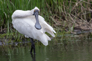 Fototapeta premium Royal Spoonbill in Australasia