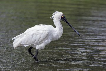 Royal Spoonbill in Australasia