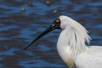 Royal Spoonbill in Australasia