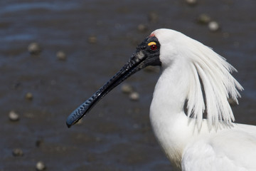 Royal Spoonbill in Australasia