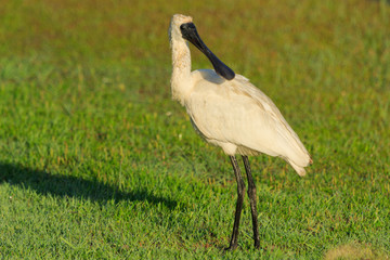 Fototapeta premium Royal Spoonbill in Australasia