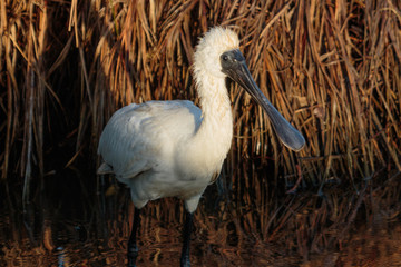 Royal Spoonbill in Australasia