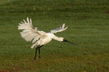 Royal Spoonbill in Australasia