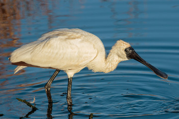 Royal Spoonbill in Australasia