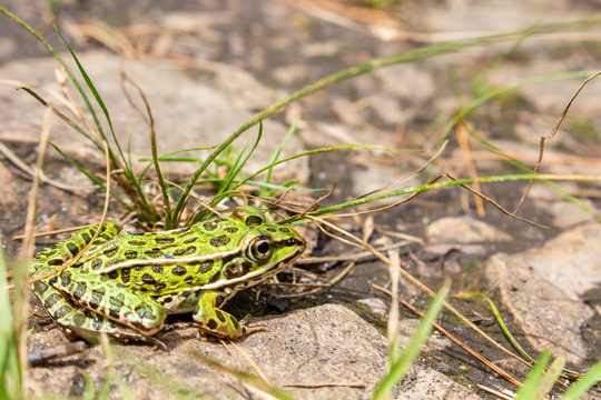 A northern leopard frog is very still