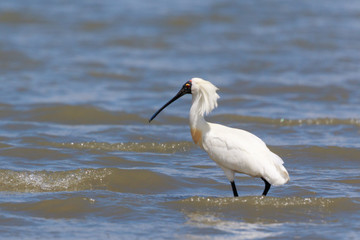 Royal Spoonbill in Australasia