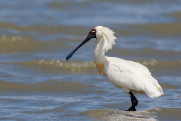 Royal Spoonbill in Australasia