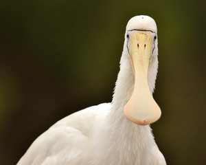 Yellow Billed Spoonbill in Australia