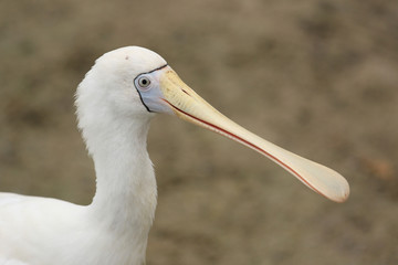 Yellow Billed Spoonbill in Australia