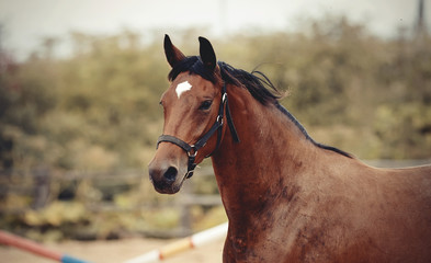 Portrait of a bay horse with an asterisk on his forehead