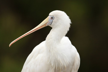 Yellow Billed Spoonbill in Australia
