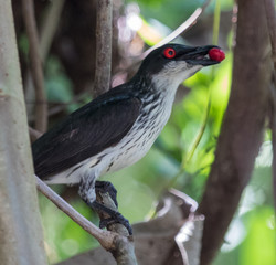 Metallic Starling in Australia