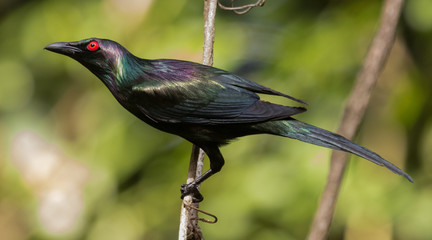 Metallic Starling in Australia