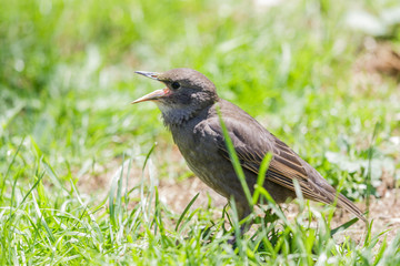European Starling in Australasia
