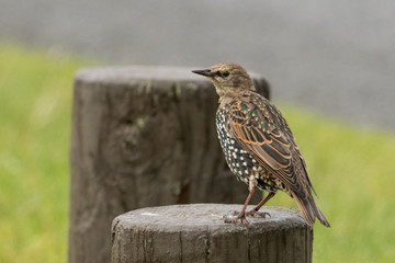 Fototapeta premium European Starling in Australasia