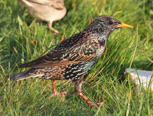 European Starling in Australasia