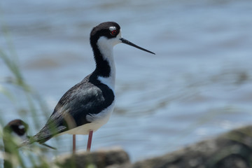 Black Necked Stilt in Texas USA
