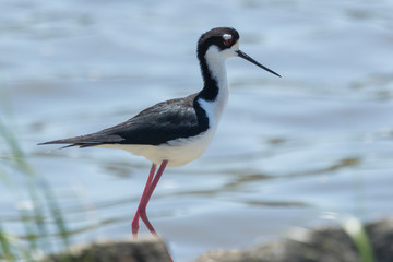 Black Necked Stilt in Texas USA