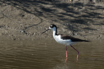 Black Necked Stilt in Texas USA