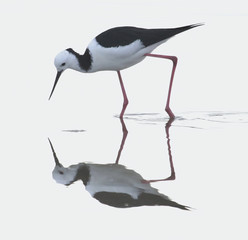 Pied Stilt in Australasia