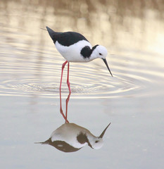 Pied Stilt in Australasia