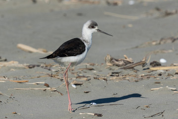 Pied Stilt in Australasia