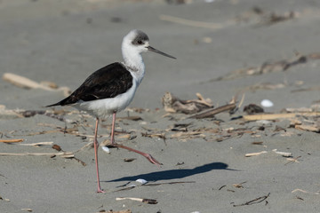 Pied Stilt in Australasia