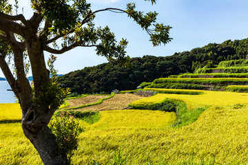 土谷の棚田