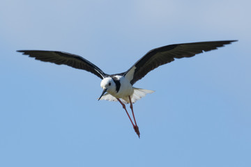 Pied Stilt in Australasia