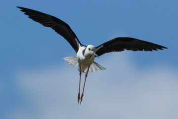 Pied Stilt in Australasia