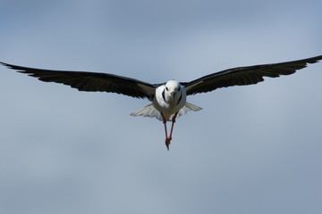 Pied Stilt in Australasia
