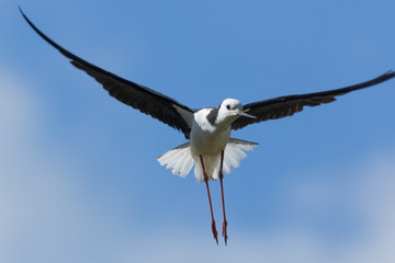 Pied Stilt in Australasia