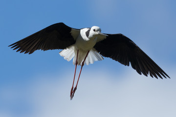 Pied Stilt in Australasia