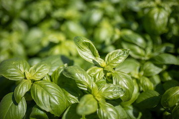 Chicago Farmers Market